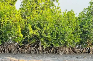 Foni communities restore coastline, plant over 17,200 mangrove seedlings